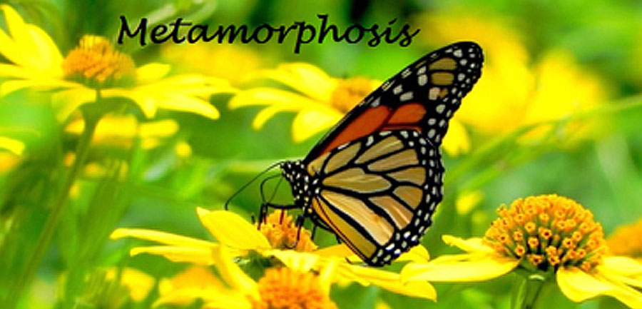 The 2020 Metamorphosis Workshop